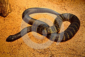 Black tiger snake Notechis ater humphreysi
