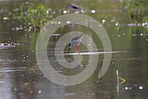 Black-tilt birds feeding in swamp