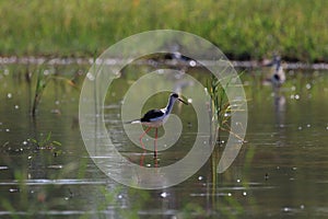 Black-tilt birds feeding in swamp