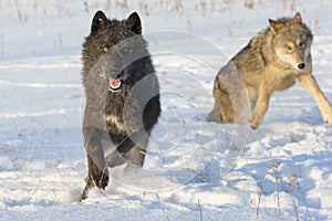 Black timber wolf