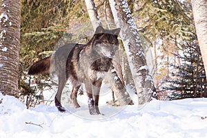 Negro madera Lobo sobre el aviso en la nieve 