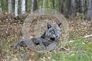 Black timber wolf with deer leg.