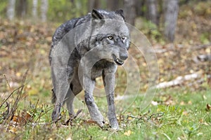 Black timber wolf displaying alpha position