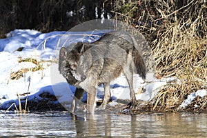Black timber wolf drinking water