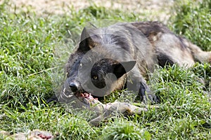 Black Timber wolf eating