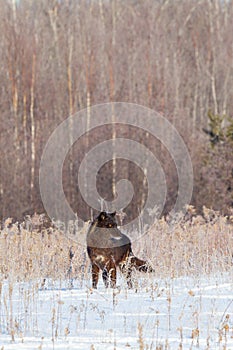 Black timber wolf landscape shot