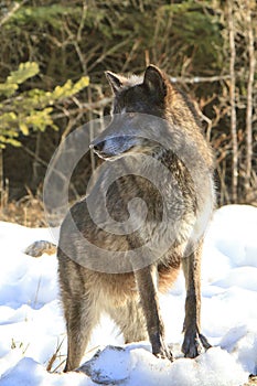 Black timber wolf on lead