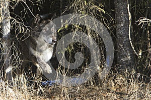 Black timber wolf leaving den