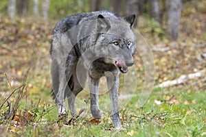 Black timber wolf licking his snout