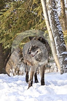 Black timber wolf portrait