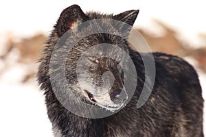 Black timber wolf portrait