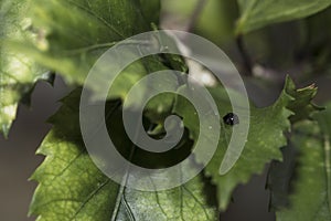 Black ladybug walking around in nature. Detailed close-up.