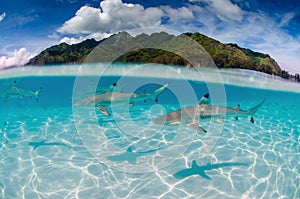 Black tip reef sharks in Moorea Tahiti French Polynesia