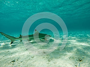 Black tip shark