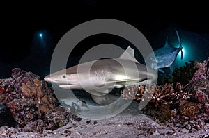 Black tip Shark in maldives