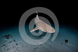 Black tip Shark in maldives