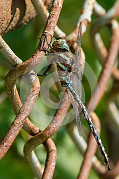 Black-tipped Darner Dragonfly - Aeshna tuberculifera