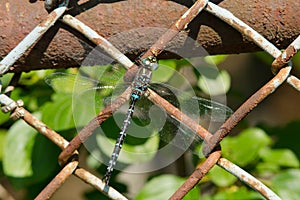 Black-tipped Darner Dragonfly - Aeshna tuberculifera