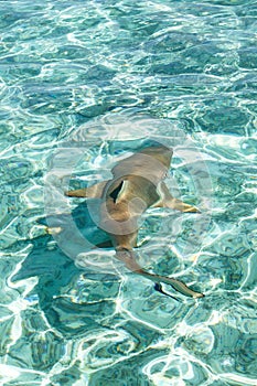 Black tipped reef shark photo