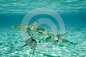 Black Tipped Reef Sharks photo