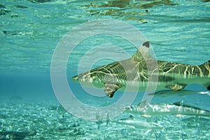 Black Tipped Reef Sharks photo