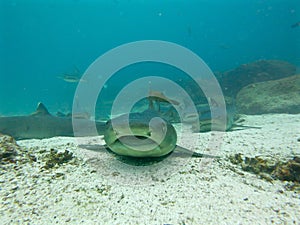 Black tipped reef sharks, Galapagos Islands, Ecuador