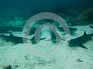 Black tipped reef sharks, Galapagos Islands, Ecuador photo