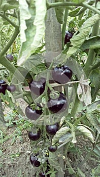 Black tomate photo