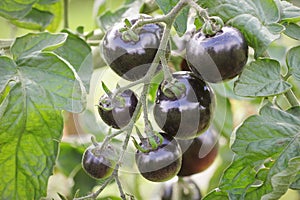 Black tomatoes on a branch in the garden. Indigo rose tomato