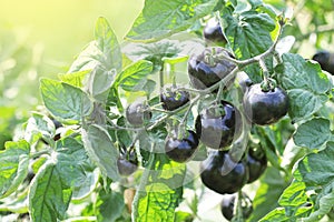 Black tomatoes on a branch in the garden. Indigo rose tomato