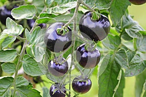 Black tomatoes on a branch in the garden. Indigo rose tomato