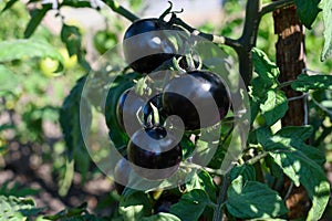 Black tomatoes Indigo rose variety grow and ripen on branch in garden