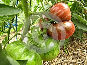 Black tomatoes ripen on the branch in organic garden. Close-up.