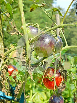 Black tomatoes ripen the garden