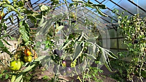 Black tomatoes ripen in a large greenhouse