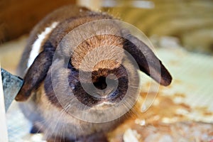 Black Tort Holland Lop Bunny