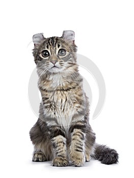 Black tortie tabby American Curl cat