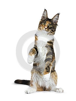 Black tortie Maine Coon cat kitten sitting on back paws like meerkat isolated on white background looking at lens