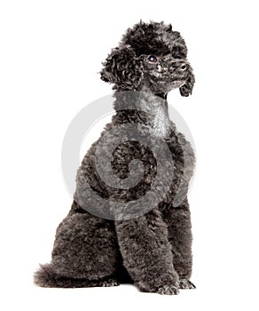 Black toy poodle