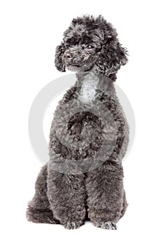 Black toy poodle
