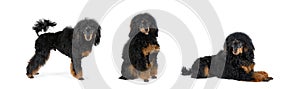 Black Toy Poodle dog isolate collage on white background