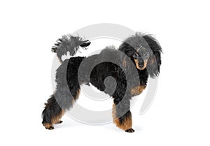 Black Toy Poodle dog on a white background