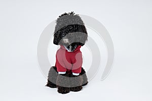 Black Toy Poodle dog on white background