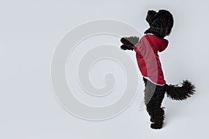 Black Toy Poodle dog on white background