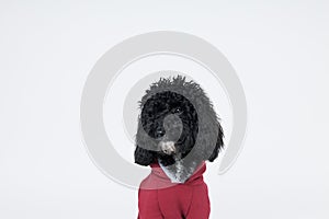 Black Toy Poodle dog on white background