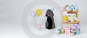 Black Toy poodle dog on white background, Dog Birthday