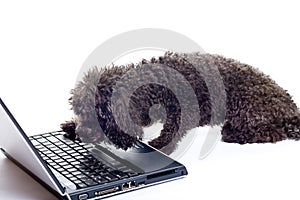 Black toy poodle isolated