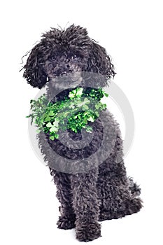 Black toy poodle isolated