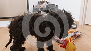 Black toy poodle puppy chewing yellow rubber duck. POV human playing with little curly fluffy dog. Cutting teeth