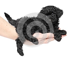 Black toy poodle puppy on hand.